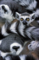 Ring-tailed Lemur (Lemur catta) juvenile clinging to parent
