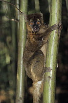 Greater Bamboo Lemur (Prolemur simus), Omega Park, Faro, Portugal