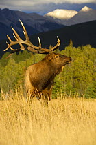 Rocky Mountain Elk (Cervus canadensis nelsoni) male, North America
