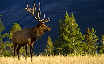 Rocky Mountain Elk (Cervus canadensis nelsoni) animal in habitat, North America