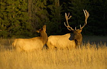 Rocky Mountain Elk (Cervus canadensis nelsoni) male and female pair, North America