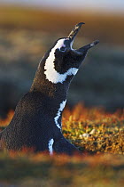 Magellanic Penguin (Spheniscus magellanicus) calling at its burrow, Sea Lion Island, Falkland Islands