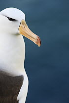 Black-browed Albatross (Thalassarche melanophrys) subadult, Saunders Island, Falkland Islands