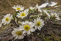 Buttercup (Ranunculus sp), Cascade Saddle, Mount Aspiring National Park, Otago, New Zealand