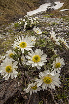 Buttercup (Ranunculus sp), Cascade Saddle, Mount Aspiring National Park, Otago, New Zealand