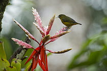 Orange-bellied Euphonia (Euphonia xanthogaster) female perched on a bromeliad, Andes, Ecuador