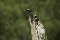 Many-banded Aracari (Pteroglossus pluricinctus) pair on tree trunk, Amazon Rainforest, Ecuador