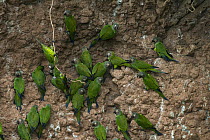Dusky-headed Parakeet (Aratinga weddellii) flock at clay lick, Napo River, Yasuni National Park, Ecuador