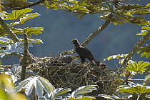 Black-and-Chestnut Eagle (Spizaetus isidori) at nest with chick, Andes, Ecuador