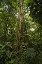 Fig (Ficus sp), Choco Rainforest, Ecuador