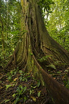 Fig (Ficus sp) buttressed root, Choco Rainforest, Ecuador