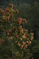 Palo Santo (Triplaris cumingiana) tree flowering, Choco Rainforest, Ecuador