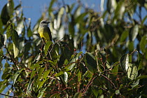 Tropical Kingbird (Tyrannus melancholicus), Andes, Ecuador