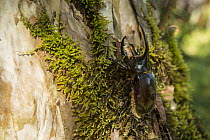 Neptune Beetle (Dynastes neptunus) male, Andes, Ecuador