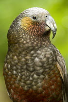 New Zealand Kaka (Nestor meridionalis) parrot, North Island, New Zealand