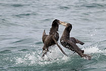Northern Giant Petrel (Macronectes halli) pair fighting, Kaikoura, South Island, New Zealand, sequence 1 of 5
