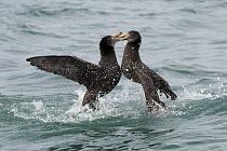 Northern Giant Petrel (Macronectes halli) pair fighting, Kaikoura, South Island, New Zealand, sequence 2 of 5