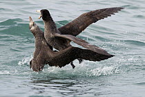 Northern Giant Petrel (Macronectes halli) pair fighting, Kaikoura, South Island, New Zealand, sequence 3 of 5