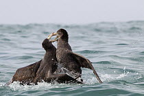 Northern Giant Petrel (Macronectes halli) pair fighting, Kaikoura, South Island, New Zealand, sequence 4 of 5