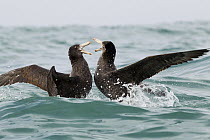 Northern Giant Petrel (Macronectes halli) pair fighting, Kaikoura, South Island, New Zealand, sequence 5 of 5