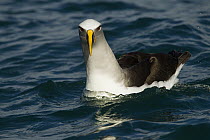 Buller's Albatross (Thalassarche bulleri) on water, Kaikoura, South Island, New Zealand