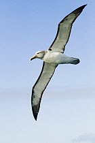 Salvin's Albatross (Thalassarche salvini) flying, Kaikoura, South Island, New Zealand