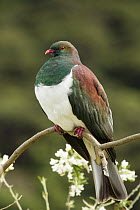 New Zealand Pigeon (Hemiphaga novaeseelandiae), Kapiti Island, North Island, New Zealand