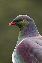 New Zealand Pigeon (Hemiphaga novaeseelandiae), Kapiti Island, North Island, New Zealand