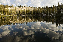 Lodgepole Pine (Pinus contorta) forest on lake shore in sub-alpine zone, Ansel Adams Wilderness, Sierra Nevada, California
