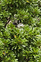 White-nosed Guenon (Cercopithecus nictitans) in tree, Lope National Park, Gabon