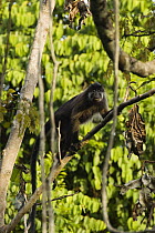 Gray-cheeked Mangabey (Lophocebus albigena) climbing up branch, Lope National Park, Gabon