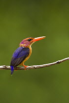 African Pygmy Kingfisher (Ispidina picta), Lope National Park, Gabon