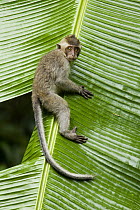 Long-tailed Macaque (Macaca fascicularis) juvenile climbing down leaf, Tawau Hills Park, Sabah, Borneo, Malaysia