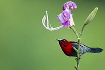 Crimson Sunbird (Aethopyga siparaja) male, Tawau Hills Park, Sabah, Borneo, Malaysia