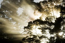 Sunbeams penetrating through lowland rainforest canopy, Tawau Hills Park, Sabah, Borneo, Malaysia