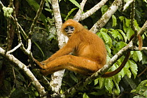 Red Leaf Monkey (Presbytis rubicunda) in tree, Tawau Hills Park, Sabah, Borneo, Malaysia