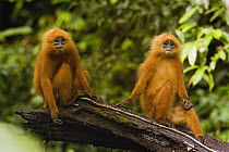 Red Leaf Monkey (Presbytis rubicunda) female and male, Tawau Hills Park, Sabah, Borneo, Malaysia