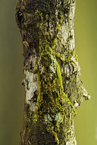Stick Insect (Phasmatidae) camouflaged on sapling, Tawau Hills Park, Sabah, Borneo, Malaysia