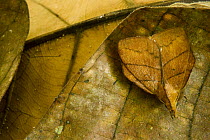 Tent Caterpillar Moth (Lasiocampidae) camouflaged on leaf litter, Tawau Hills Park, Sabah, Borneo, Malaysia