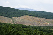 African Oil Palm (Elaeis guineensis) plantations and clear cut for new planting, Sabah, Borneo, Malaysia