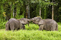 Borneo Pygmy Elephant (Elephas maximus borneensis) males play-fighting, Kinabatangan River, Sabah, Borneo, Malaysia