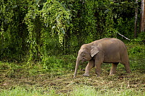 Borneo Pygmy Elephant (Elephas maximus borneensis) calf, Kinabatangan River, Sabah, Borneo, Malaysia