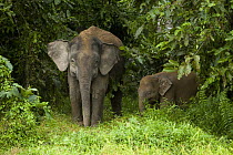 Borneo Pygmy Elephant (Elephas maximus borneensis) mother and calf, Kinabatangan River, Sabah, Borneo, Malaysia