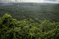 African Oil Palm (Elaeis guineensis) plantation with remaining secondary lowland rainforest in foreground, Kinabatangan River, Sabah, Borneo, Malaysia