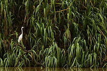 Great Egret (Ardea alba), Kinabatangan River, Sabah, Borneo, Malaysia