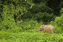 Borneo Pygmy Elephant (Elephas maximus borneensis) calf in secondary lowland rainforest, Kinabatangan River, Sabah, Borneo, Malaysia