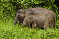 Borneo Pygmy Elephant (Elephas maximus borneensis) mother and calf grazing, Kinabatangan River, Sabah, Borneo, Malaysia
