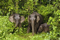 Borneo Pygmy Elephant (Elephas maximus borneensis) females and calf grazing, Kinabatangan River, Sabah, Borneo, Malaysia