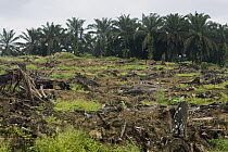 African Oil Palm (Elaeis guineensis) plantation and clear cut for new planting, Sabah, Borneo, Malaysia