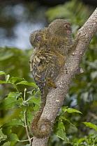 Pygmy Marmoset (Cebuella pygmaea) juvenile clinging to mother's back, Zoo, Medelllin, Antioquia, Colombia